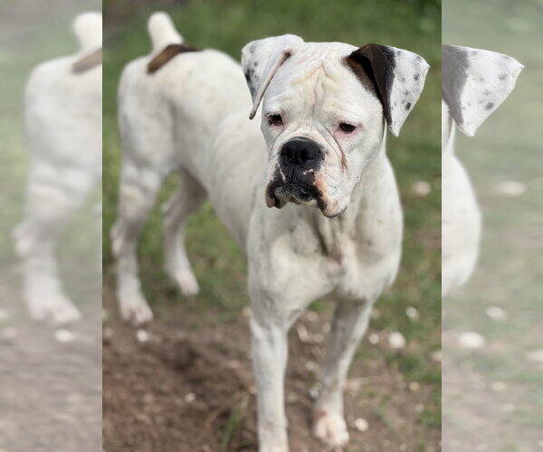 Medium Photo #1 Mutt Puppy For Sale in Dumont, NJ, USA