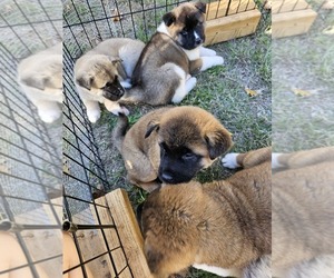 Akita Puppy for sale in ROSEVILLE, CA, USA
