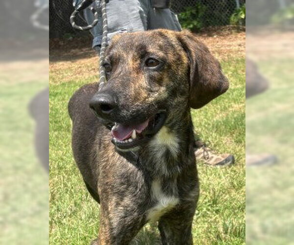 Medium Photo #4 Plott Hound-Unknown Mix Puppy For Sale in Glen Allen, VA, USA