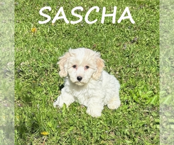 Medium Photo #1 Cockapoo (Miniature) Puppy For Sale in HARTLAND, MN, USA