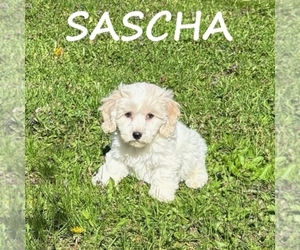 Cockapoo (Miniature) Puppy for sale in HARTLAND, MN, USA