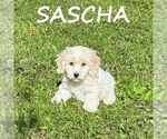 Image preview for Ad Listing. Nickname: Sascha