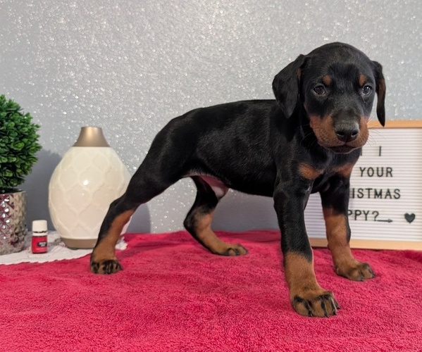 Medium Photo #8 Doberman Pinscher Puppy For Sale in GOSHEN, IN, USA