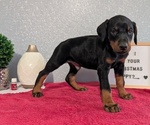Small #7 Doberman Pinscher