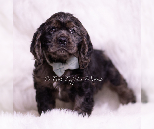 Medium Photo #5 Cocker Spaniel Puppy For Sale in WARSAW, IN, USA