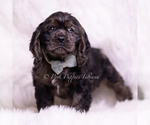 Small #4 Cocker Spaniel