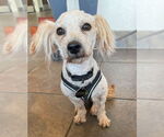 Small #3 Poodle (Miniature) Mix