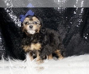 Medium Poodle (Toy)