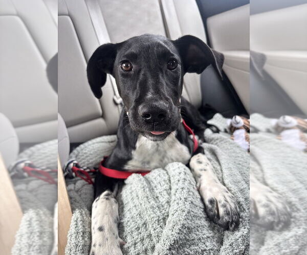 Medium Photo #6 Great Dane Puppy For Sale in FRAMINGHAM, MA, USA