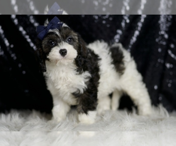 Medium Photo #5 Cavapoo Puppy For Sale in WARSAW, IN, USA