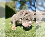 Small #9 English Bulldog