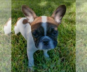 French Bulldog Puppy for sale in TAMPA, FL, USA