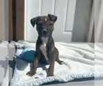 Small Photo #8 Boxer-Unknown Mix Puppy For Sale in Shermans Dale, PA, USA