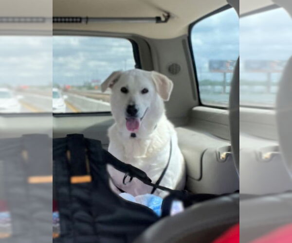 Medium Photo #8 Akbash-Great Pyrenees Mix Puppy For Sale in Winston Salem, NC, USA