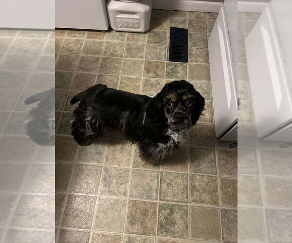 Medium Photo #6 Cocker Spaniel Puppy For Sale in Aurora, IN, USA