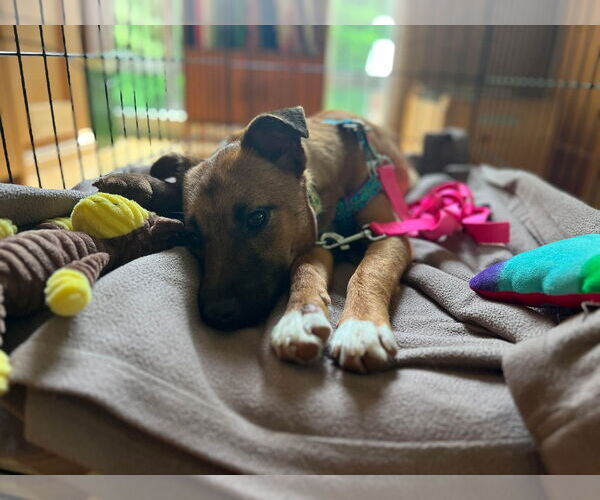 Medium Photo #2 Mutt Puppy For Sale in Shelburne, VT, USA