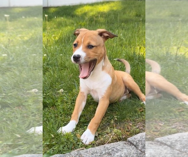 Medium Photo #2 Boxer-Unknown Mix Puppy For Sale in pomfret, CT, USA