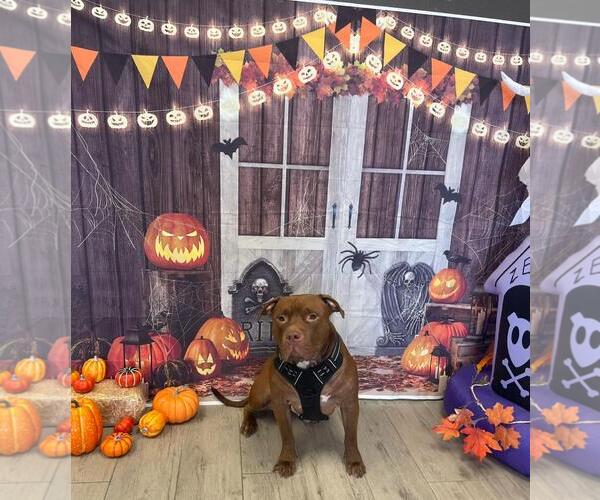 Medium Photo #1 American Pit Bull Terrier-Unknown Mix Puppy For Sale in Chandler, AZ, USA