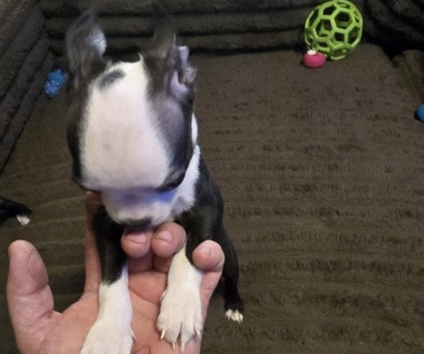 Medium Photo #8 Boston Terrier Puppy For Sale in MITCHELL, IN, USA