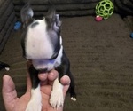 Small #7 Boston Terrier