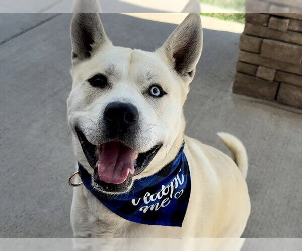 Medium Photo #1  Puppy For Sale in , 