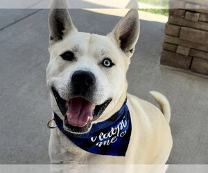 Siberian Husky-Unknown Mix Dogs for adoption in Pueblo, CO, USA