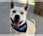 Small Siberian Husky Mix