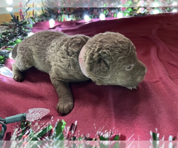 Medium Photo #6 Chesapeake Bay Retriever Puppy For Sale in WAUKON, IA, USA