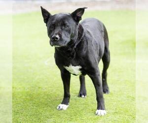 German Shepherd Dog-Unknown Mix Dogs for adoption in Camarillo, CA, USA