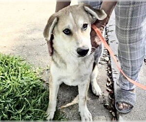 Labrador Retriever-Unknown Mix Dogs for adoption in Houston, TX, USA
