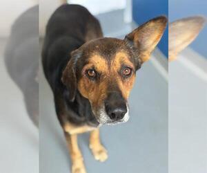 German Shepherd Dog-Unknown Mix Dogs for adoption in Visalia, CA, USA