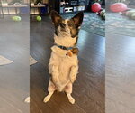 Small #2 Australian Shepherd Mix