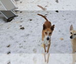 Small #4 Saluki-Whippet Mix