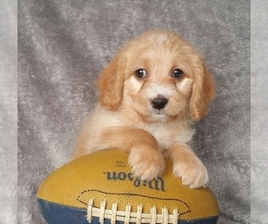 Miniature Labradoodle Puppy for sale in FREDERICKSBG, OH, USA