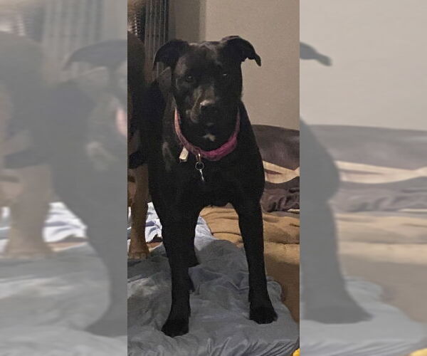 Medium Photo #12 Labrador Retriever-Unknown Mix Puppy For Sale in The Woodlands, TX, USA