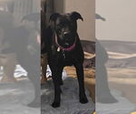 Small #11 Labrador Retriever Mix
