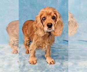 Cocker Spaniel Dogs for adoption in New York, NY, USA