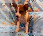 Small #8 Basenji