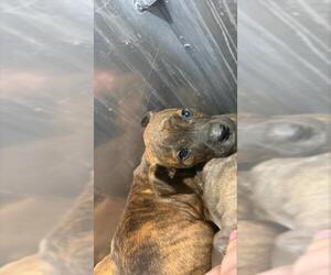 American Staffordshire Terrier-Unknown Mix Dogs for adoption in San Antonio, TX, USA