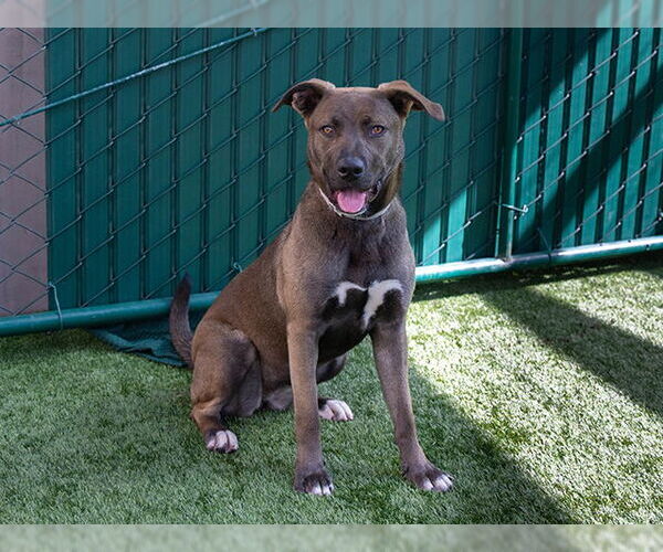 Medium Photo #1 Plott Hound-Unknown Mix Puppy For Sale in Pasadena, CA, USA