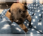 Small Photo #169 Belgian Malinois Puppy For Sale in REESEVILLE, WI, USA
