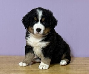 Bernese Mountain Dog Puppy for sale in WITHEE, WI, USA