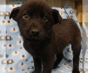 Mutt Dog for Adoption in Minneapolis, Minnesota USA