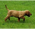 Small Photo #4 Labrador Retriever Puppy For Sale in MACON, GA, USA