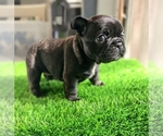 Puppy Zira French Bulldog