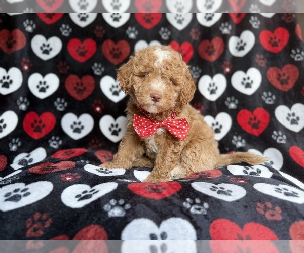Medium Photo #5 Poodle (Miniature) Puppy For Sale in LAKELAND, FL, USA