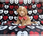Small #4 Poodle (Miniature)