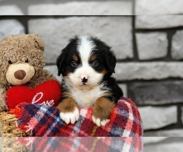 Medium Photo #2 Bernese Mountain Dog Puppy For Sale in FREDERICKSBURG, OH, USA