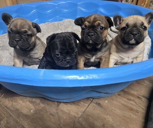 French Bulldog Puppy for Sale in MARCELLA, Arkansas USA