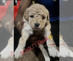 Poodle (Toy) Puppy for sale in DISTRICT HEIGHTS, MD, USA